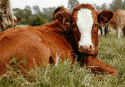 Damızlık Hayvanlara İlişkin Usul Ve Esaslar Düzenlendi
