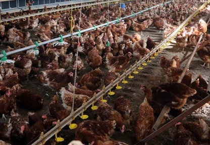 Kümes Hayvancılığı Üretimi Açıklandı