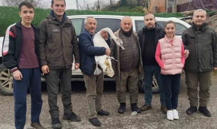 Sahil Kenarında Bulunan Kuğu Koruma Altına Alındı