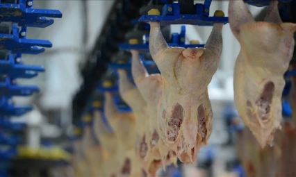 Tavuk Eti Üretimi 241 Bin 782 Ton Oldu