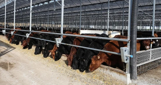 Besilik Hayvanların Teslimat Süreçlerine İlişkin Açıklama Yapıldı