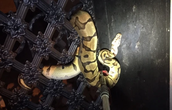 1,5 metrelik yılan şoke etti!