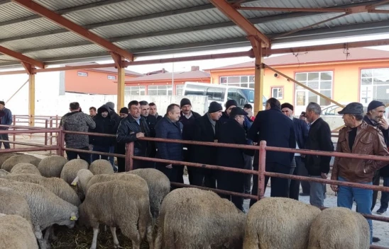 132 Adet Toklu Dağıtıldı