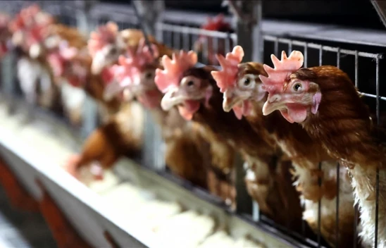 2,5 Milyon Tondan Fazla Tavuk Eti Üretildi