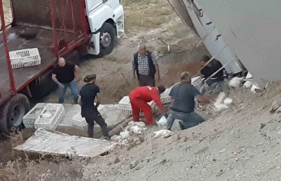 2 Bin 500 Canlı Tavuk Yüklü Kamyon Virajı Alamayarak Devrildi