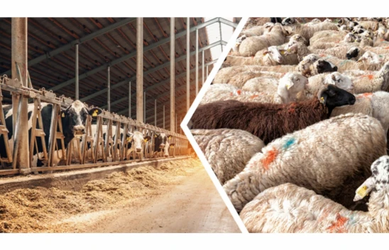 2 Hayvancılık Projesi Bakanlık'tan Destek Gördü