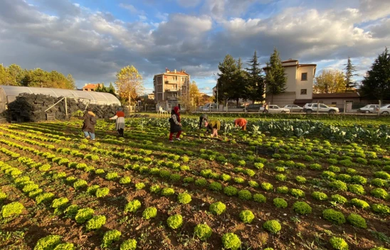 3 bin 500 Adet Marul Hasat Edildi