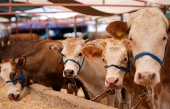 3 Milyon 350 Bin Kurbanlığın Kesilmesi Bekleniyor