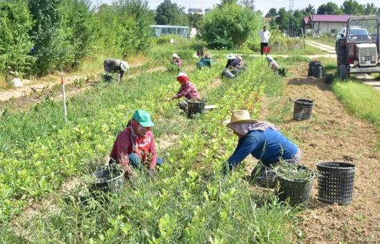 600 bin fidan üretimi yapıldı