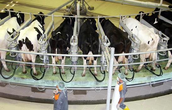 915 Bin 522 Ton İnek Sütü Toplandı