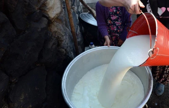 960 Bin 777 Ton İnek Sütü Toplandı