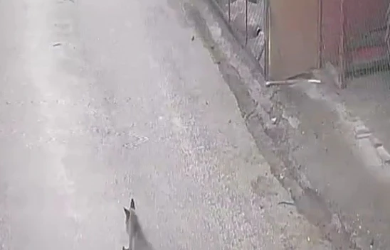 Tilki Tavuklara  Saldırdı