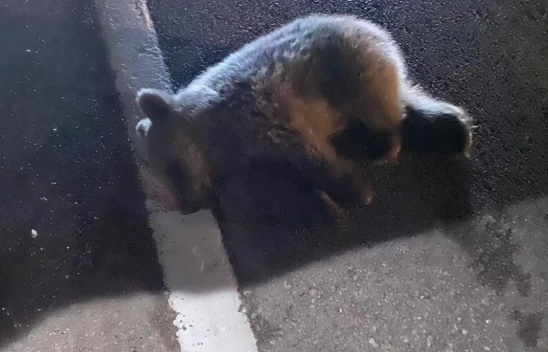 Aracın Çarptığı Ayı Telef Oldu