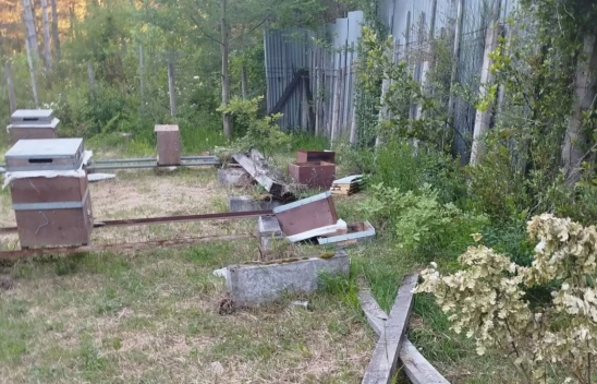 Arı Kovanlarını Parçaladı!