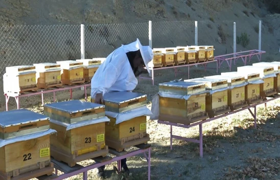 Arılı Kovan Desteği Müracaatları Başladı