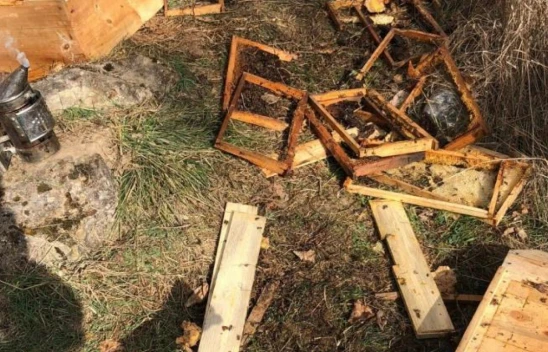 Arılığa Giren Ayı, 10 Kovanı Parçaladı