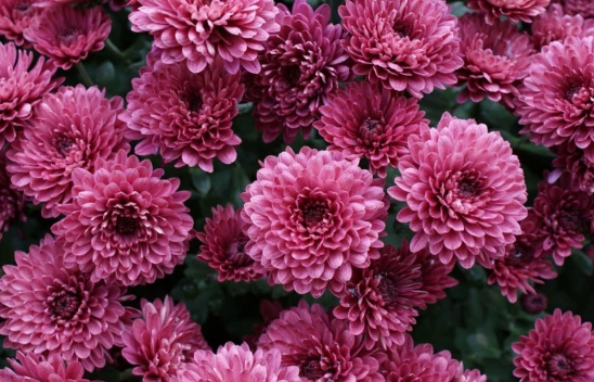 Aşkın ve Acının Simgesi: Kasımpatı Çiçeği