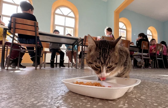 Aşure Adlı Kedinin Yanından Ayrılmıyorlar