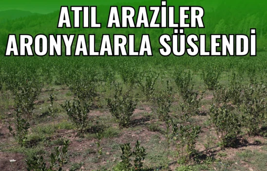 Atıl Araziler Aronyalarla Süslendi
