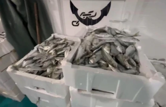 Avlanabilir Boyuttan Balık Avlayanlara Ceza Yağdı