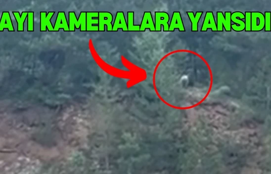 Ayı, Cep Telefonuyla Görüntülendi