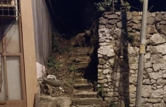 Ayı ilçe merkezine indi