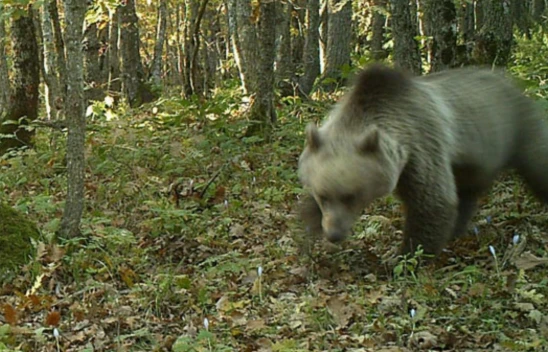Ayı Saldırısına Uğrayan Şahsın Yüzü Parçalandı