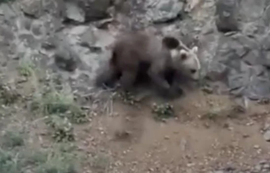 Ayı Şantiye Turuna Çıktı