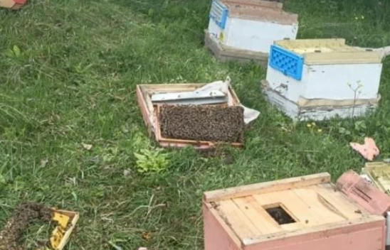 Ayılar 20 Arı Kovanını Parçaladı