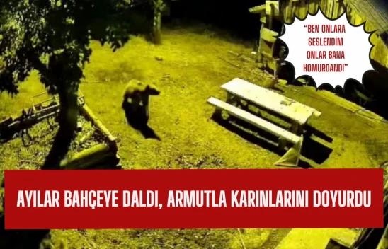 Ayılar bahçeye daldı, armutları yedi ve bahçeden ayrıldı