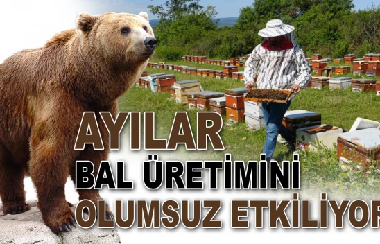 Ayılar Bal Üretimini Olumsuz Etkiliyor
