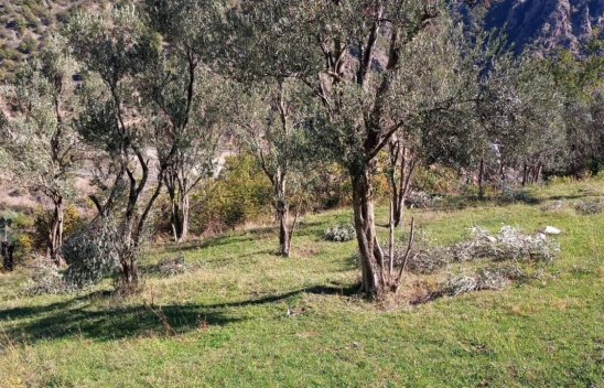 Ayılar bu kez zeytin ağaçlarına dadandı