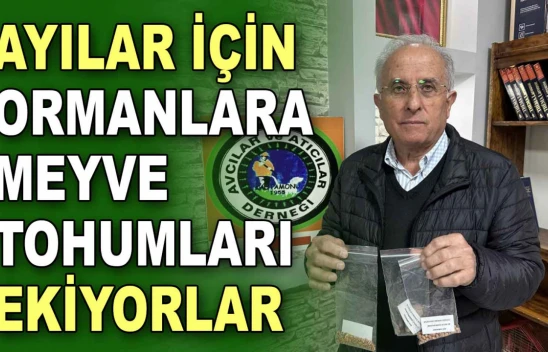 Ayılar İçin Ormanlara Meyve Tohumları Ekiyorlar