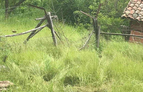 Ayılar kovanları parçaladı