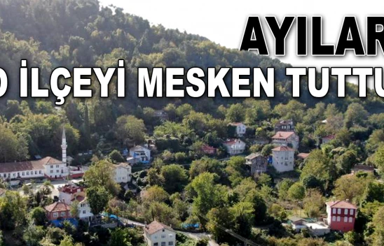 Ayılar O İlçeyi Mesken Tuttu