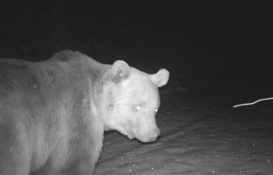 Ayılarla İlgili Önemli Uyarı!