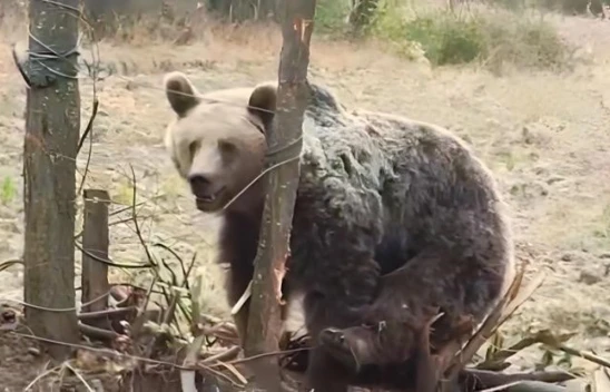 Bahçeye Giren Ayı Vatandaşlara Saldırmaya Çalıştı