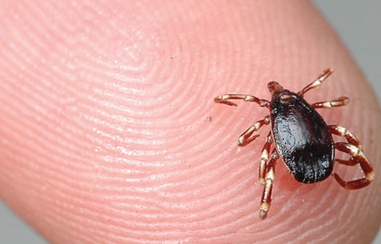 Bakan Koca'dan KKKA uyarısı!