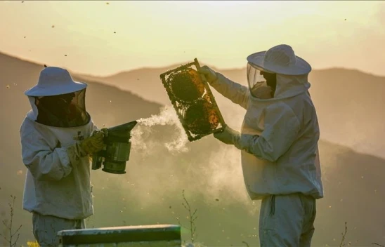 Bal Üreticilerine 'Arıcılık Turizmi' Tavsiyesi