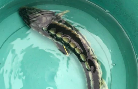 Balıkçı Ağına Takılan Mersin Balığı Denize Salındı