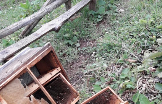 Bartın'da ayılar arı kovanlarını parçaladı