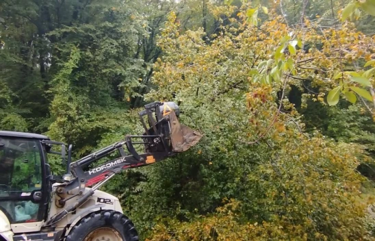 Bartın'da Devrilen Ağaç Ulaşıma Engel Oldu 