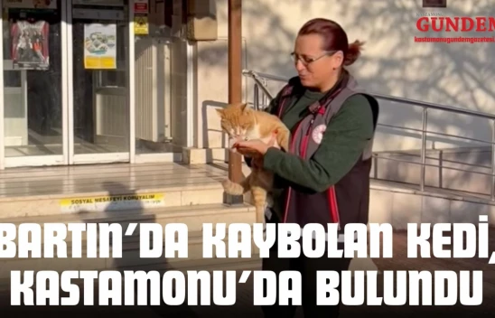 Bartın'da Kaybolan Kedi, Kastamonu'da Bulundu