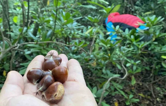 Bartın'da Kestane Hasadı Başladı