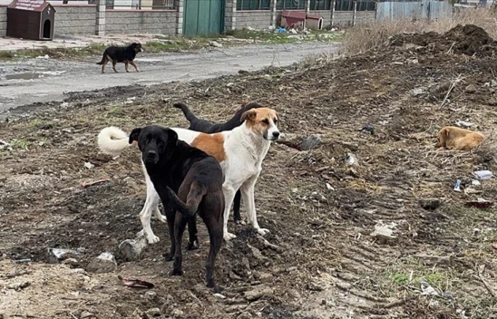 Başıboş Köpek Düzenlemesinin Detayları Belli Oldu