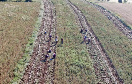 Beyaz Altın'da hasat başladı