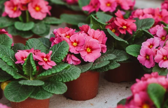 Bitkileriniz Kışa Hazır mı? Uzun Ömürlü Yeşiller İçin Altın Değerinde İpuçları