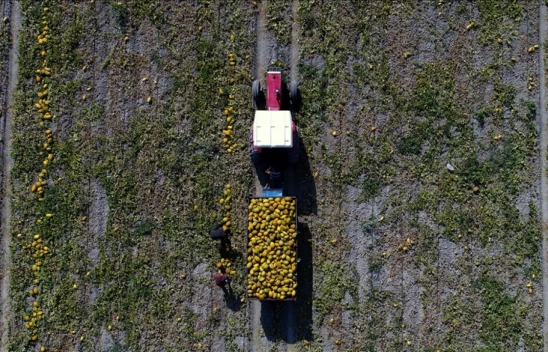 Bitkisel Üretim, Meyve Ve Sebze Grubunda Arttı