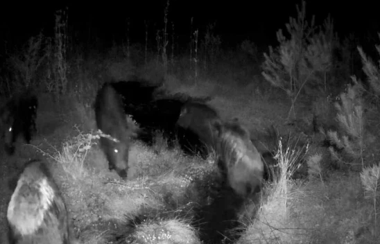 Bolu'da Yaban Hayatı Fotokapanlarla Görüntülendi