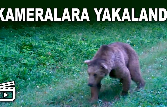 Bozayı Kameralara Yakalandı
